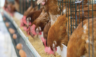 Sector Study | Poultry Feed